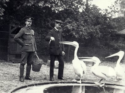 Keepers Alf Taylor and Bodman Feeding Fish to Pelicans at Poolside in London Zoo, October 1915 by Frederick William Bond